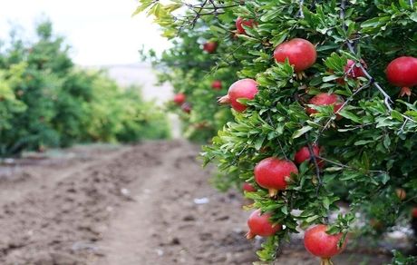 برداشت هزار تن انار از باغات فنوج استان سیستان و بلوچستان