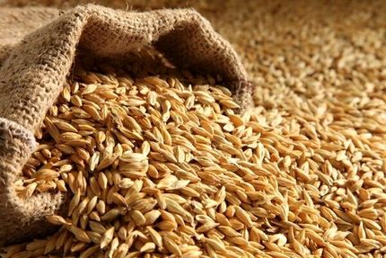 ثبت سفارش جدید جو از فردا شنبه ۴ مرداد آغاز می‌شود