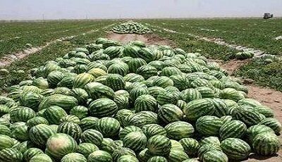 برداشت هندوانه شب یلدا در جاسک آغاز شد