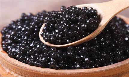 استحصال و فرآوری خاویار توسط پژوهشگران لاهیجانی