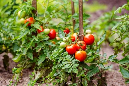 گیاهان برای نخستین بار واکسینه شدند!