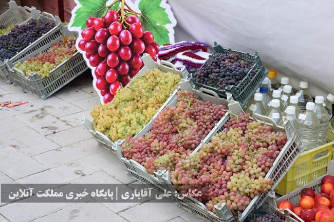 تصاویر | نهمین جشنواره انگور ارومیه 