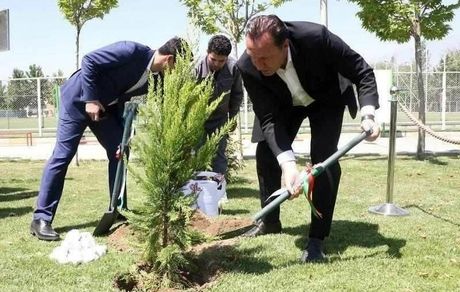 درخت ۱۶۵ میلیارد تومانی!