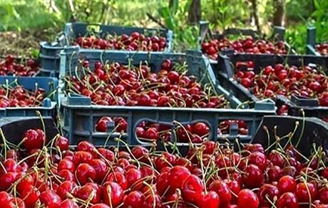 آغاز برداشت آلبالو از باغات آذربایجان‌غربی