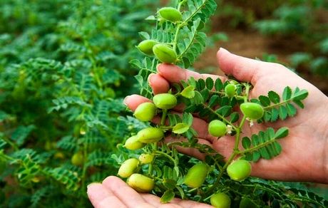 برداشت نخود از ۸۷۰ هکتار از اراضی شهرستان طارم