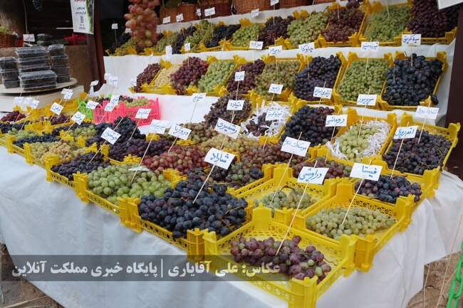 تصاویر | نهمین جشنواره انگور ارومیه 