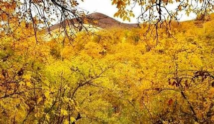 جنگل‌های اقلیم کردستان عراق در حال نابودی