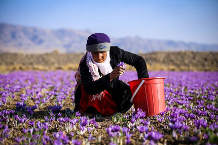 عضو هیات رئیسه شورای ملی زعفران: مدام نگوییم کشورها زعفرانمان را می‌برند