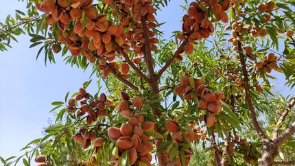 یک هزار تن بادام در بروجرد تولید شد