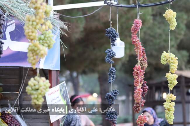 تصاویر | نهمین جشنواره انگور ارومیه 