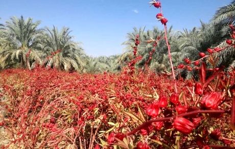 ۸۰ تن چای ترش در استان خوزستان برداشت خواهدشد