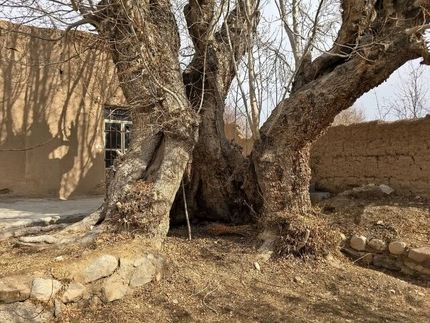 ثبت ملی درخت زبان گنجشک روستای مدوار مهریز و غار علی شنگالی شهرستان میبد