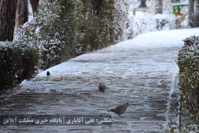 ارومیه سفیدپوش شد | تصاویر