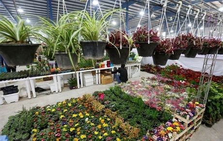 آغاز پنجمین نمایشگاه گل و گیاه دزفول
