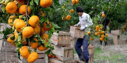 جشنواره فرهنگی برداشت پرتقال در لنگرود برگزار می‌شود