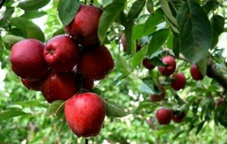 جشنواره سیب و انگور در مشگین شهر برگزار خواهدشد