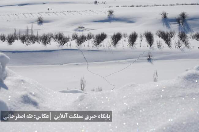 ارومیه زیر پوست برف