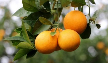 برداشت ۱۱ هزار تن مرکبات از باغات قصرشیرین