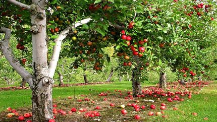 خسارت سرمای بهاره به ۵۰ درصد غلات کشاورزان دلفان